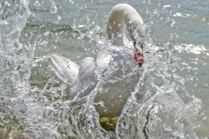 agua-cisne