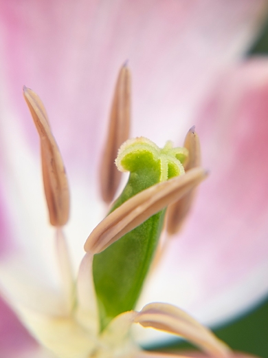 Tulipan rosa interior
